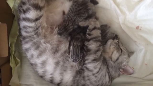 Новорожденные котята едят смотреть онлайн