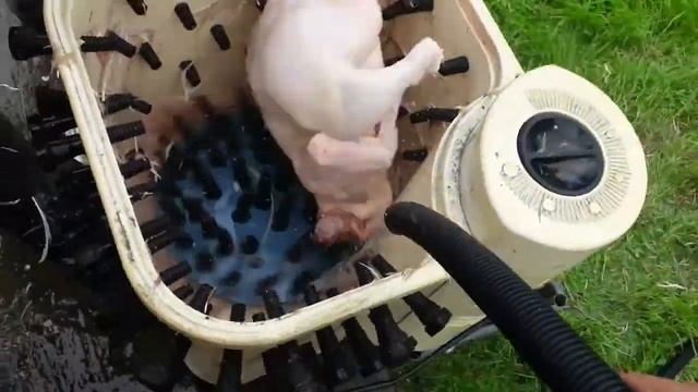 Перосъемная машина своими руками. DIY feathering machine. смотреть онлайн