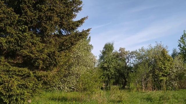 ЖИВИ, ДЕРЕВНЯ ПСКОВСКАЯ! Выпуск 5. Яблони и люди. смотреть онлайн