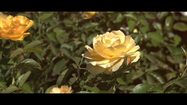 Song from "Secret Garden", violin Nikolay Neverov, music by Rolf Lovland смотреть онлайн