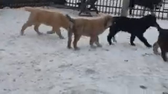 #азмарал #алабай #среднеазиатскаяовчарка #сао #питомникалабаев продажа щенков +79278137957 ватсап в смотреть онлайн