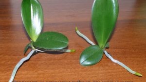 Как размножить орхидею в домашних условиях: цветоносом и другими вариантами
