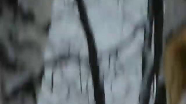 Дятлы в Ахунском лесу смотреть онлайн
