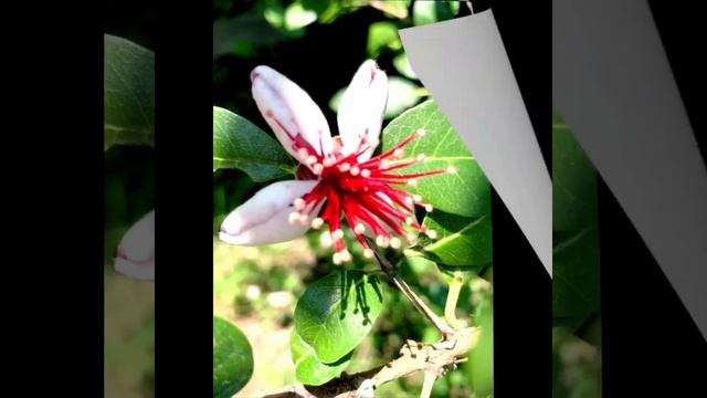 Ангельское цветение #всочиумаши Фейхоа!!! смотреть онлайн