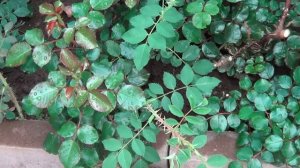 Розы. Самая Главная Причина Вырождения Роз. Роза превратилась в Шиповник-Почему?