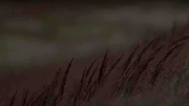 4K Relaxing Nature Video - Звуки природи - пение птиц, для релаксации, сна, медитации. смотреть онлайн