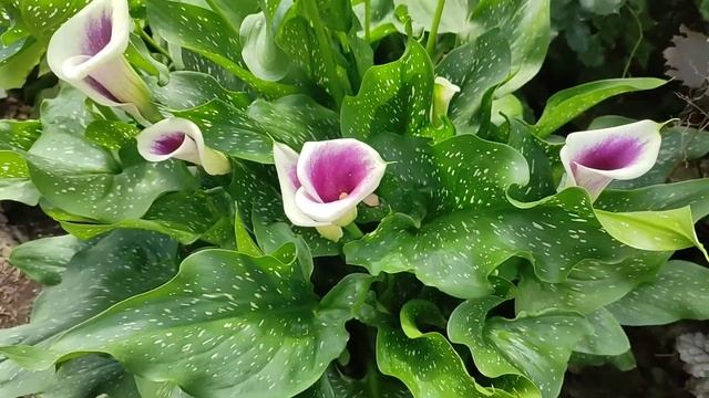 Обильное цветение калл в моем саду. Цветы из серии посадил и забыл. смотреть онлайн