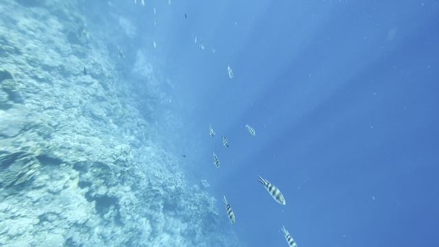 Красное море. Египет.