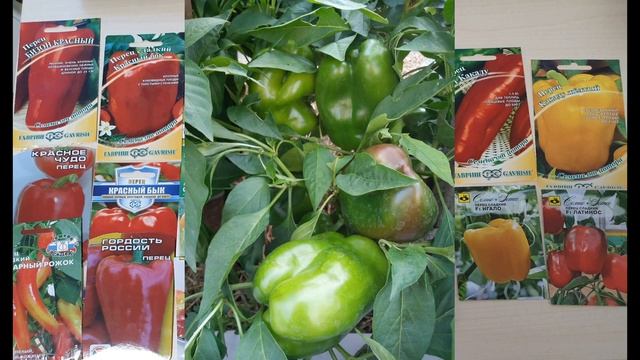 10-летний опыт выращивания перца за 20 минут (обзор сортов, агротехника) смотреть онлайн