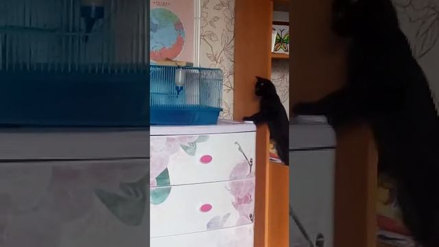 Кот боится крысу. смотреть онлайн