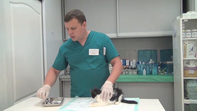 Боль в ушах у кошки смотреть онлайн