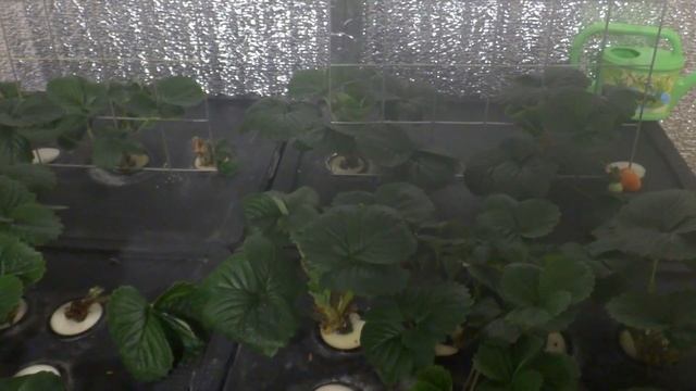 ПЕРВАЯ красная ягодка. (10 неделя) смотреть онлайн