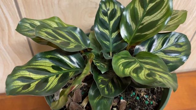 MAY 2021 HOUSE PLANT HAUL // CALATHEA PLANT HAUL смотреть онлайн