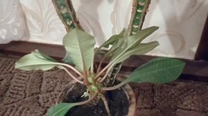 Эуфорбия или молочай беложильчатый. Особенности ухода