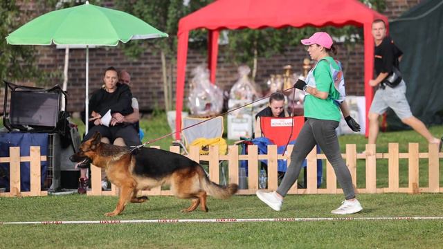 Рабочие кобели ст ч.2 от Азаренкова / Моно немецких овчарок ранга ПК БРОННИЦЫ 10 августа 2024