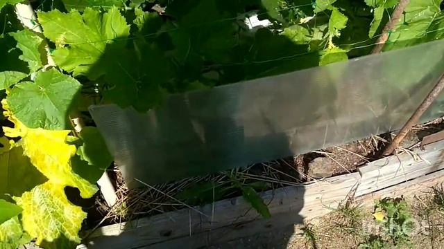 Кабачок.мульча.холодное лето. смотреть онлайн