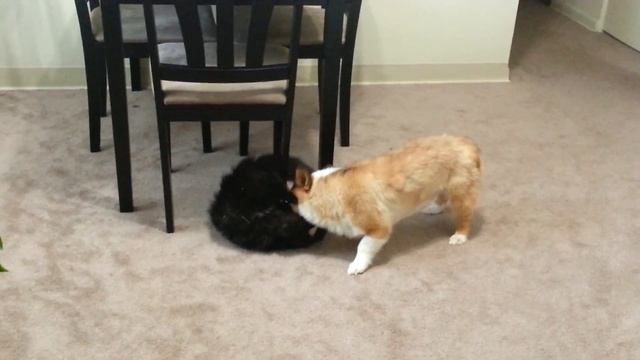 Corgi vs. Cat, an Epic Battle смотреть онлайн