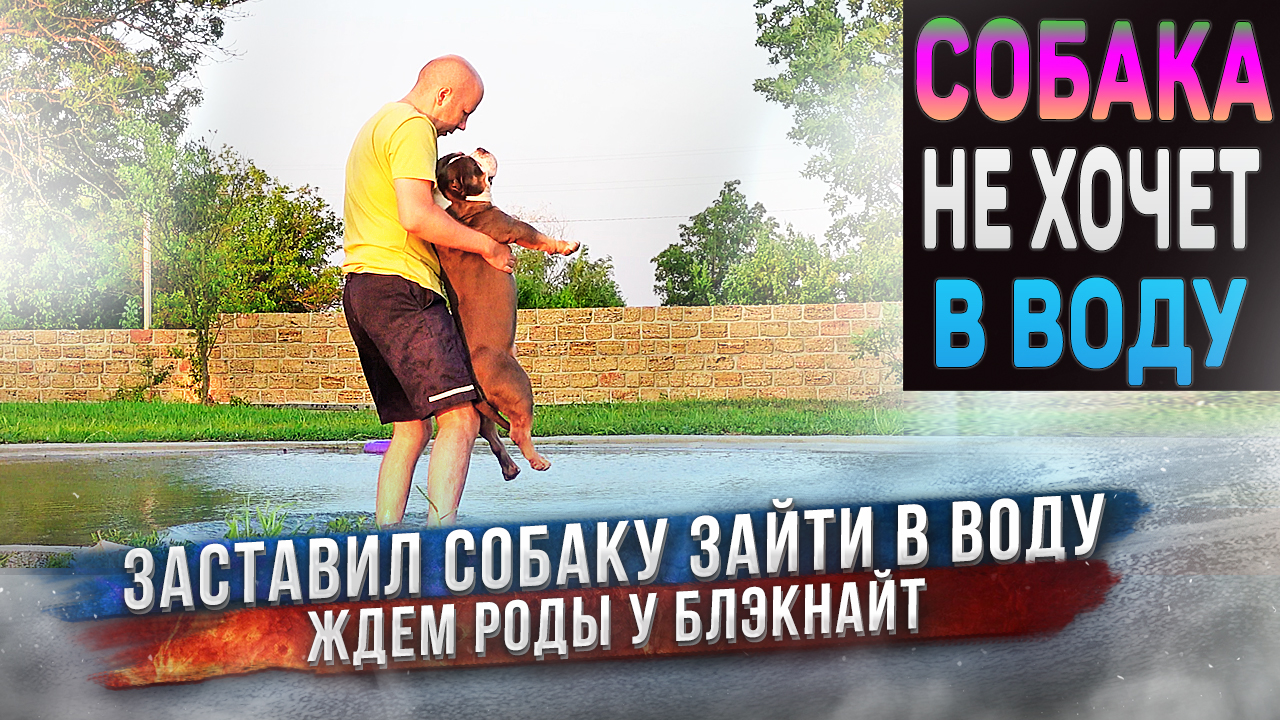 Сильвер не хочет в воду, а его затащу! Начинаем ждать роды у Блэкнайт. У нас новый котик! смотреть онлайн