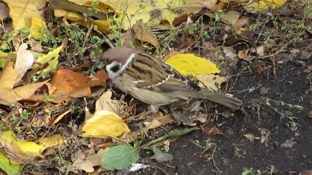 Воробьишки2017-Canon SX260 смотреть онлайн