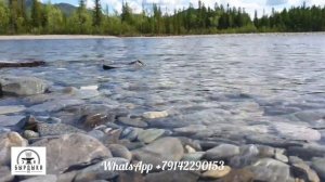 Охота на турпана