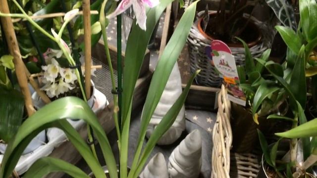 ОРХИДЕЯ КАМБРИЯ ? УХОД ЗА КАМБРИЕЙ ? ОСНОВНОЕ О КАМБРИИ 1 ЧАСТЬ ? #камбрия #Cambria #oldenburgru#28