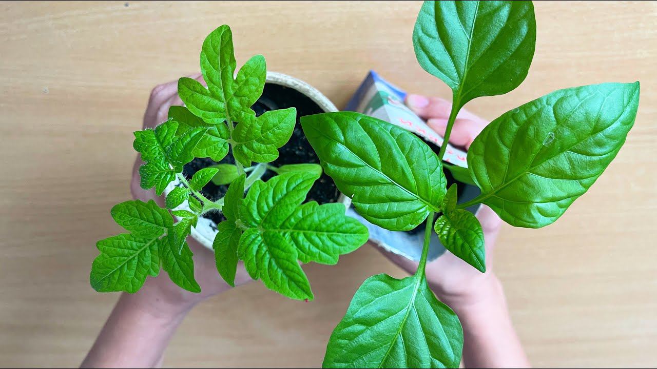 1 щепотка под любую рассаду и она растет очень толстая, низенькая и коренастая смотреть онлайн