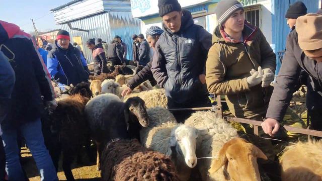 Токмок мал базары//Койдун баалары//28-февраль 2021//Скотский рынок//2 бөлүк смотреть онлайн