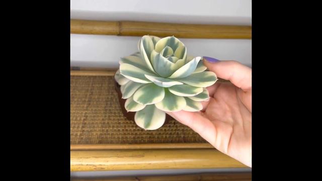 3 Ways To Propagate Succulents | Megs Lil’ Jungle | MY FIRST VIDEO!!! смотреть онлайн