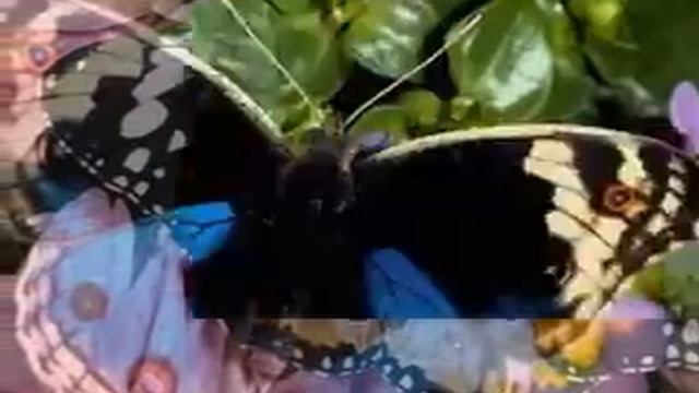 ВАЛЬС БАБОЧЕК! смотреть онлайн