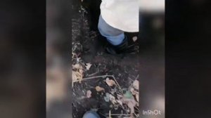 Охота на барсука