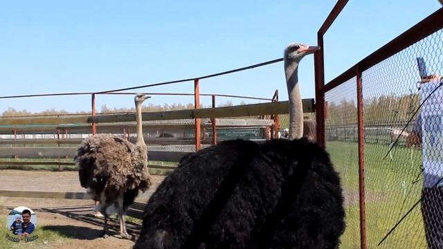 Страусиная ферма 2021. Общение с животными в Омске. смотреть онлайн