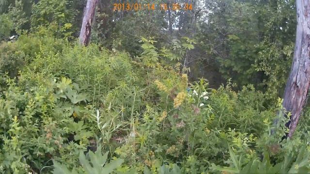 22.06.2019. Дивногорская видовка. Часть 5. смотреть онлайн