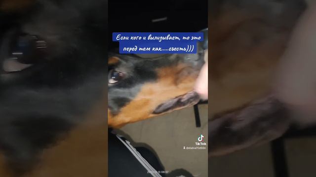 Доберман лучшая собака на свете смотреть онлайн