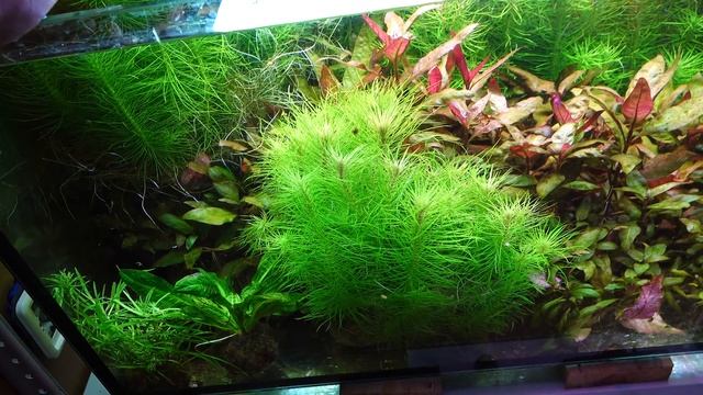 Акваферма на балконе через полтора месяца смотреть онлайн