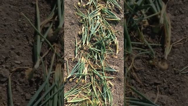 Как вырастить репчатый лук смотреть онлайн