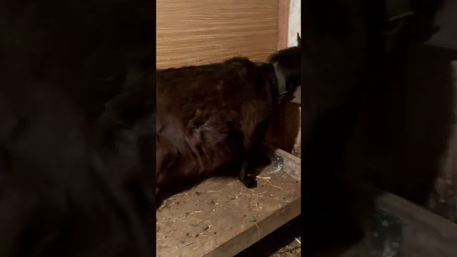 Коза перед родами смотреть онлайн