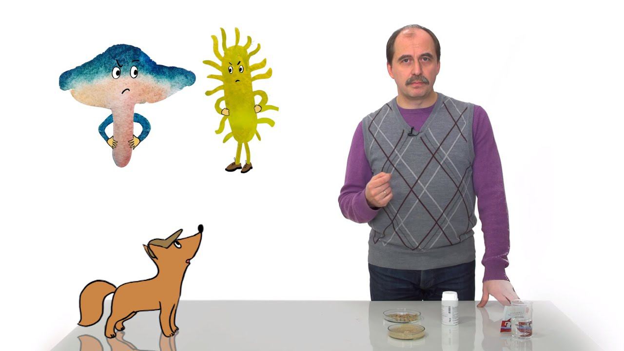 33. Чем полезны грибы для человека. Часть 2 смотреть онлайн