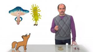 33. Чем полезны грибы для человека. Часть 2