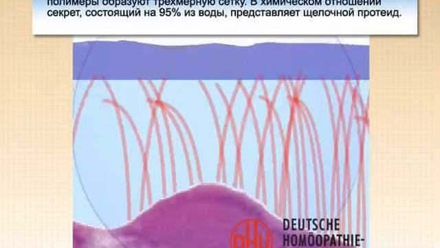 Строение и Роль Слизистой носа в норме и при патологии смотреть онлайн