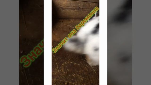 Как узнать что крольчиха беременна смотреть онлайн