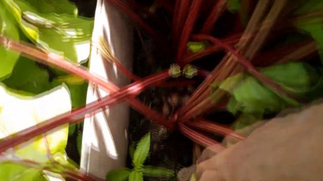 Подзимний урожай смотреть онлайн