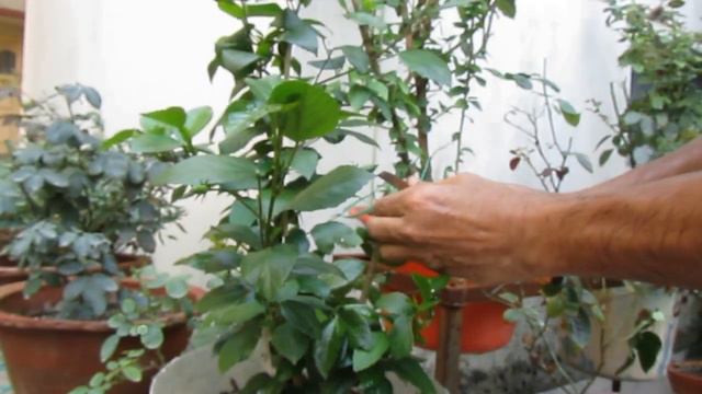 Multi-color hibiscus;Hibiscus Grafting;Yellow Hibiscus;Multiple colour hibiscus; Grafting Technique смотреть онлайн