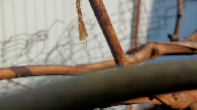 Как сделать чтоб сок не попадал на почку винограда после обрезки (01.04.2021) смотреть онлайн