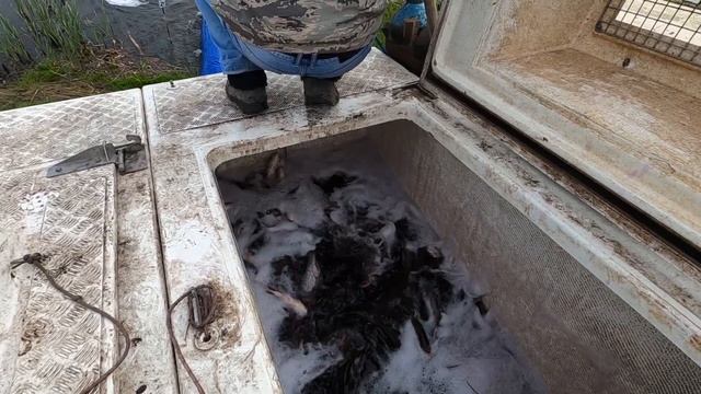 Запуск толстолобика. Навеска от 500 грамм. "Новая рыбалка" в Белгороде смотреть онлайн