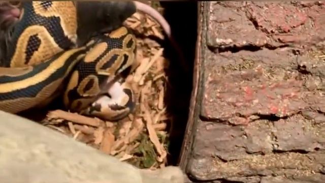 WARNING ⚠️ LIVE SNAKE FEEDING: Ball python vs. mouse Ep 3 смотреть онлайн