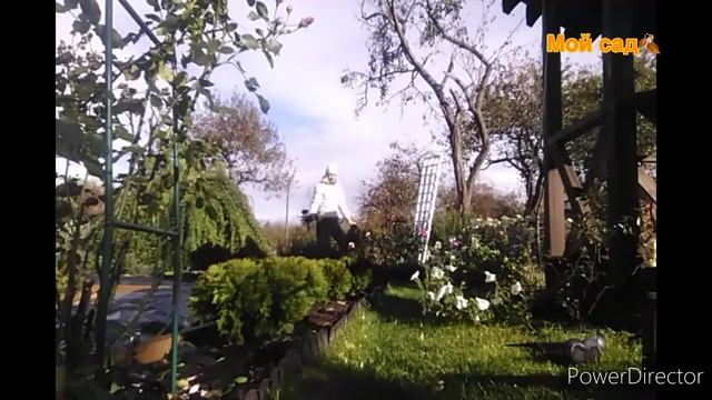 Цветы в октябре/ Ещё один день из дачной жизни / Осенняя дача смотреть онлайн