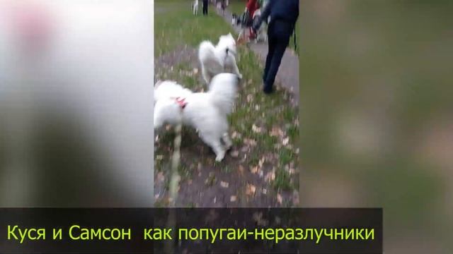 Соревнования ездовой спорт с собаками ( каникросс, байкджоринг, скутеринг ) Харьков, Украина 2021