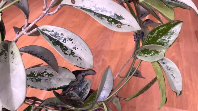 Hoya carnosa AH 074 не любит много пить ?! смотреть онлайн