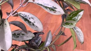 Hoya carnosa AH 074 не любит много пить ?!