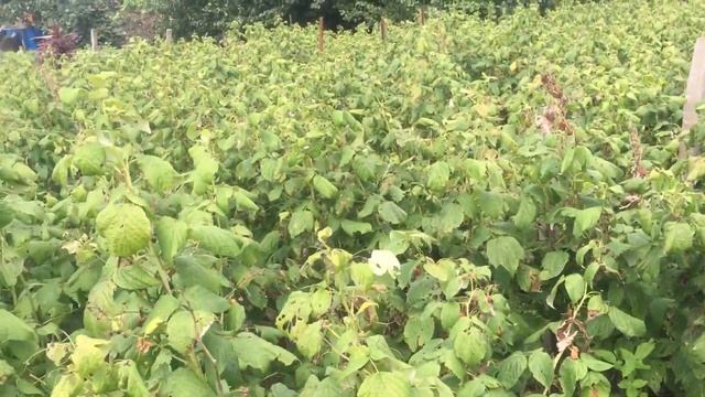 ПОДГОТОВКА К ОСЕННЕ || САРТА МАЛИНЫ v Бизнес идеи #малина #саженцы #ДЖОАН смотреть онлайн